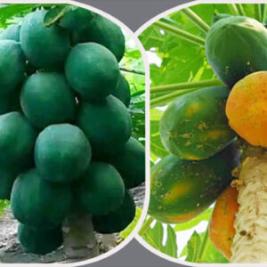 ২ প্যাকেট হাইব্রিড গ্রিন লেডি পেপের বীজ ফ্রি হোম ডেলিভারি