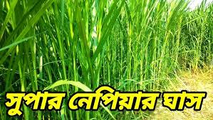 whatsapp image 2025 05 02 at 01.21.21 dca0d24a.jpg